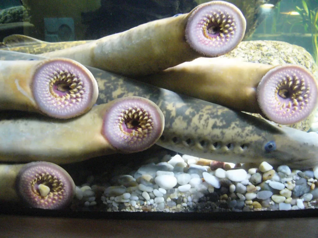 Image of lampreys - sea creautures in a tubular shape with nasty-looking teeth at one end of their body. These blood-sucking sea parasites are known to have contributed to one of the worst royal deaths in history - that of King Henry I, who died of an infection after eating too many of them.