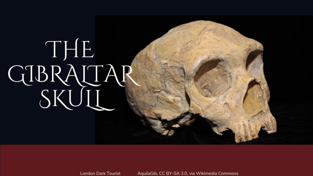 The ancient Gibraltar Skull sits in haunting solitude against a black backdrop with the title 'THE GIBRALTAR SKULL' floating above, a stark reminder of the primal past that stalks the corridors of the Natural History Museum London haunted by history's silent witnesses.
